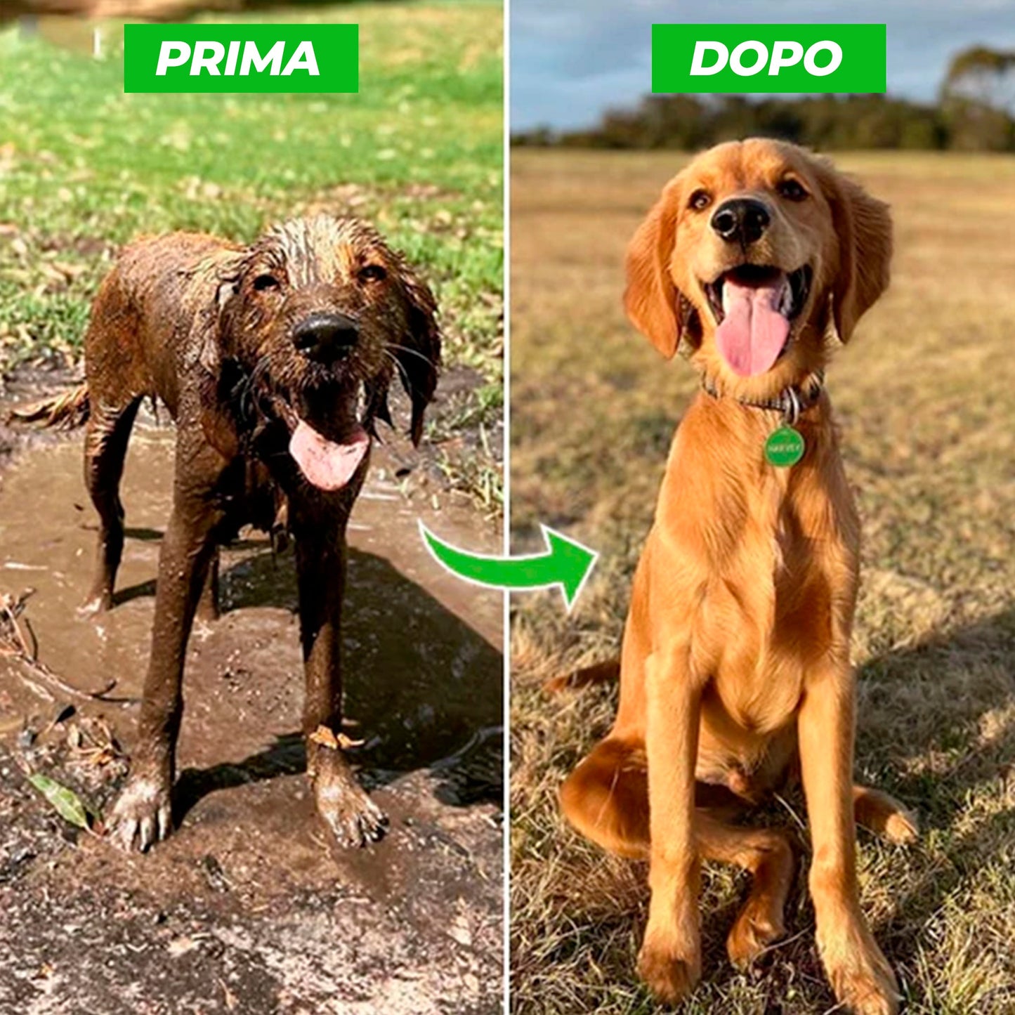 FORPETLOVERS™ | Pompa a getto d'acqua per cani
