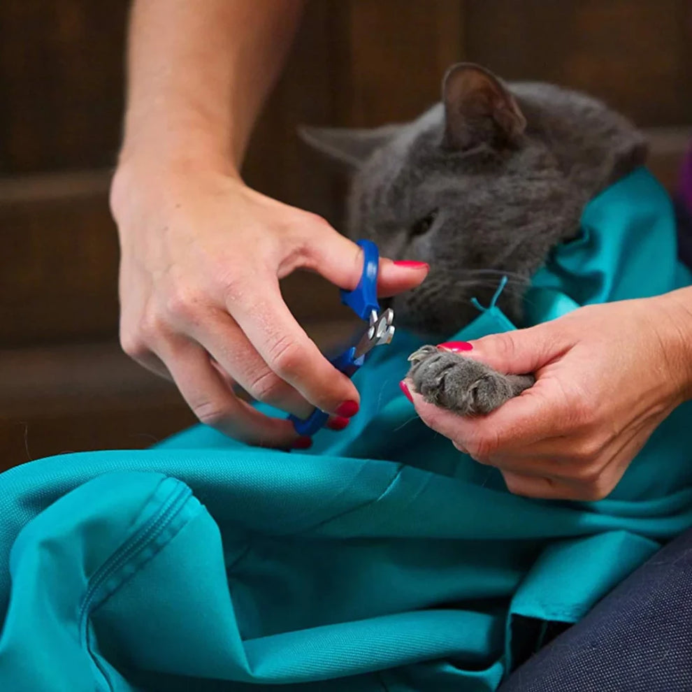 FORPETLOVERSā¢ | Borsa Trasportino Per Gatti (Oggi 1+1 GRATIS š¾)