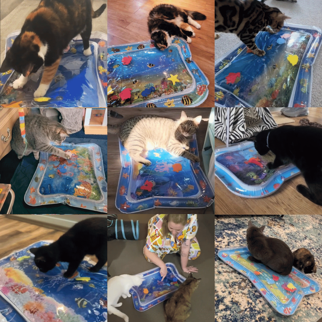 FORPETLOVERS™ | Tappeti Di Gioco Per Gatti