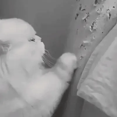 FORPETLOVERS™ | Grattatoio Per Gatti